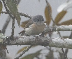 Calicalicus madagascariensis