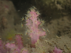 Chironephthya
