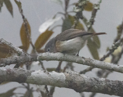 Calicalicus madagascariensis
