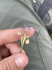 Sisyrinchium scabrum