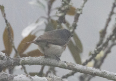 Calicalicus madagascariensis