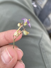 Sisyrinchium scabrum