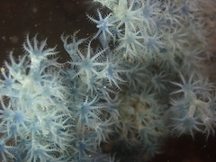 Anthogorgia divaricata