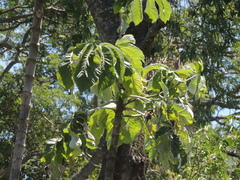 Cecropia pachystachya