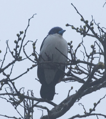 Cyanolanius madagascarinus