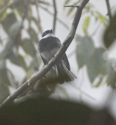 Ward's Vanga (Pseudobias wardi), photo 7