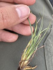 Sisyrinchium scabrum