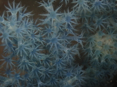 Anthogorgia divaricata