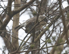 Newtonia brunneicauda
