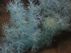 Anthogorgia divaricata