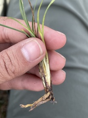 Sisyrinchium scabrum