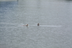 Tachyeres patachonicus