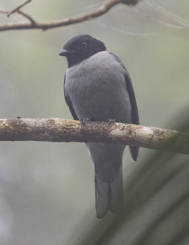 Madagascar Cuckooshrike (Ceblepyris cinereus), photo 5