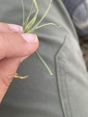 Sisyrinchium scabrum