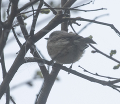 Newtonia brunneicauda