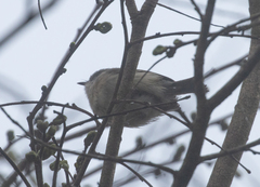 Newtonia brunneicauda