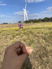Sisyrinchium scabrum