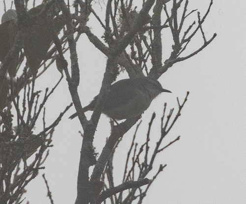 Rand's Warbler (Randia pseudozosterops), photo 4