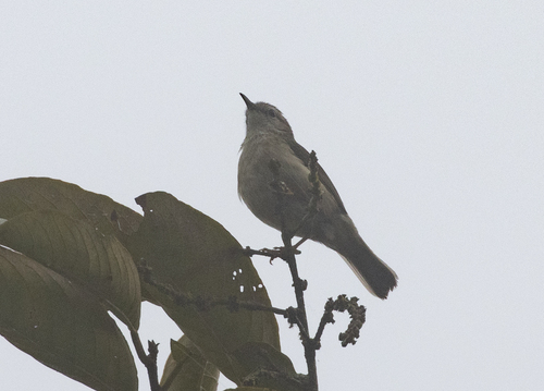 Rand's Warbler (Randia pseudozosterops), photo 6