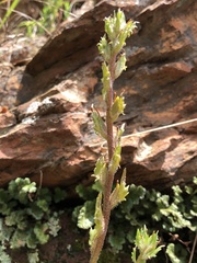 Zaluzianskya divaricata