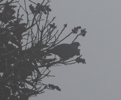 Alectroenas madagascariensis