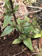 Zaluzianskya divaricata