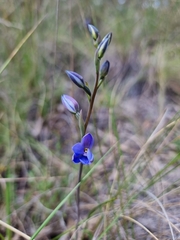 Thelymitra ixioides