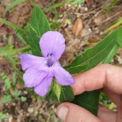 Eranthemum tetragonum