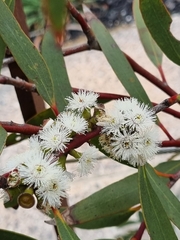 Eucalyptus gregsoniana
