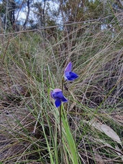 Thelymitra ixioides
