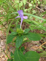 Eranthemum tetragonum