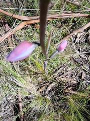 Thelymitra ixioides