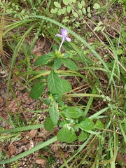Eranthemum tetragonum
