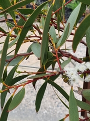 Eucalyptus gregsoniana