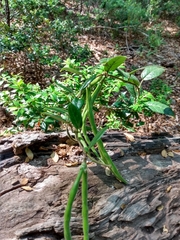 Elytropus chilensis