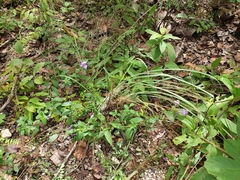 Eranthemum tetragonum