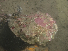 Tutufa rubeta