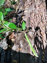 Elytropus chilensis