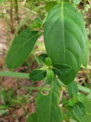 Eranthemum tetragonum