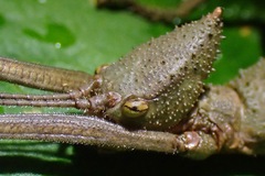 Loxopsis valeroi