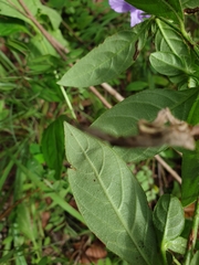 Eranthemum tetragonum