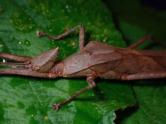Loxopsis valeroi