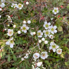 Leptospermum trinervium
