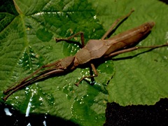 Loxopsis valeroi