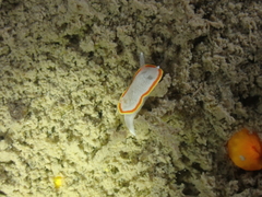 Diaphorodoris