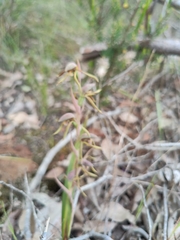 Lyperanthus serratus