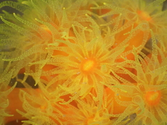 Dendrophyllia arbuscula