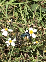 Cyananthrax cyanopterus