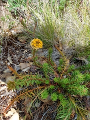 Quinchamalium chilense