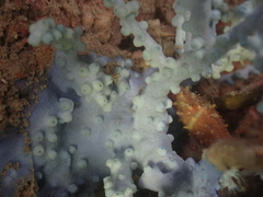 Anthogorgia divaricata